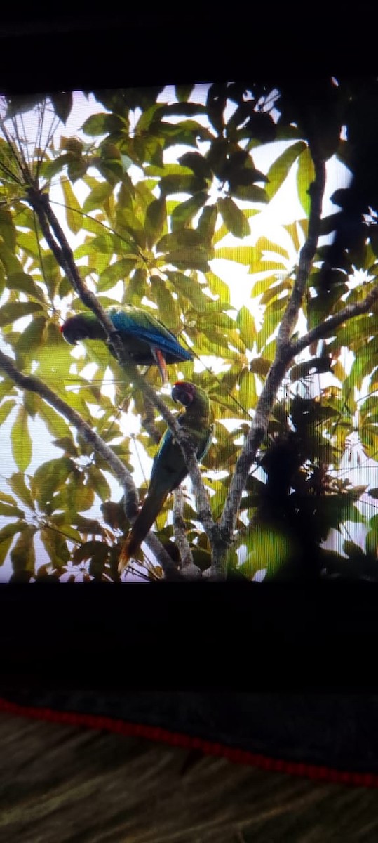 Great Green Macaw - ML571564381