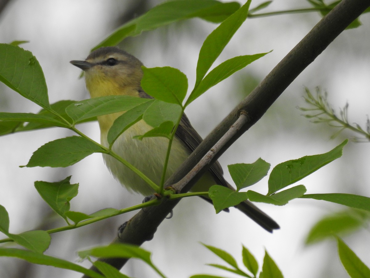 Philadelphia Vireo - Bob Bryerton