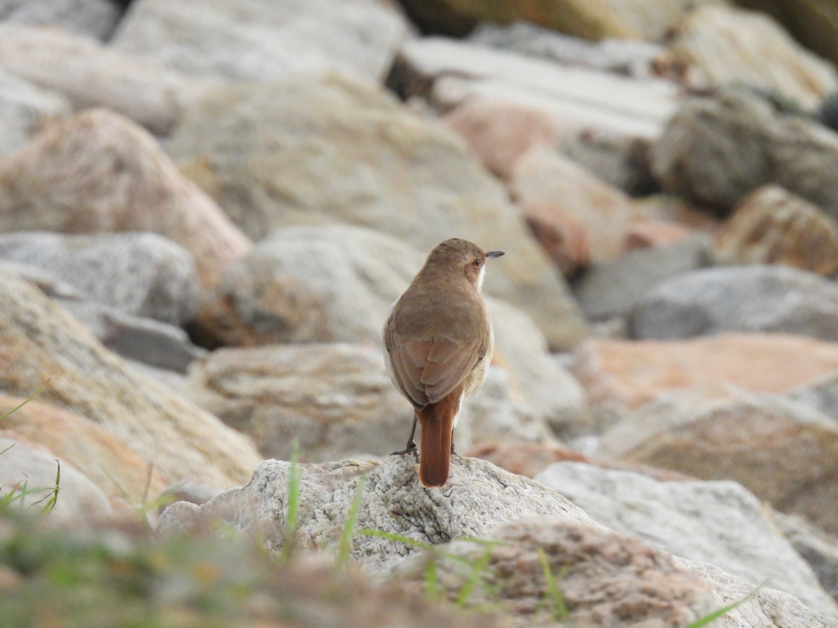 Rufous Hornero - ML571565111