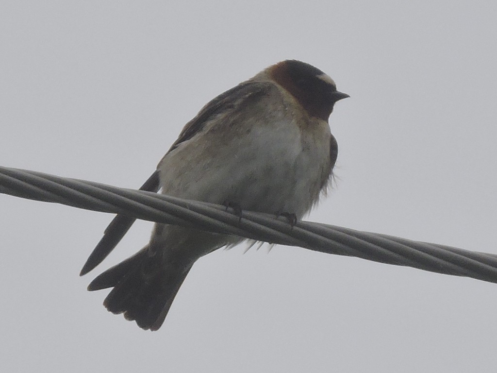 Cliff Swallow - Bob Lane