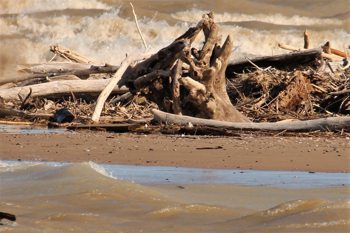 Piping Plover - ML57156781