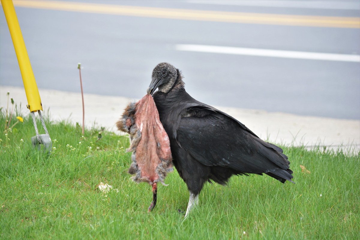 Black Vulture - Sam Zhang