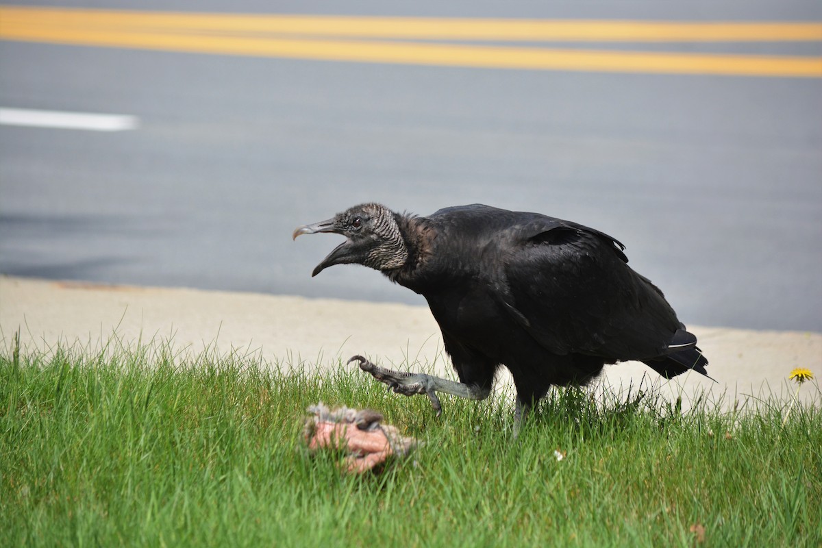 Black Vulture - Sam Zhang