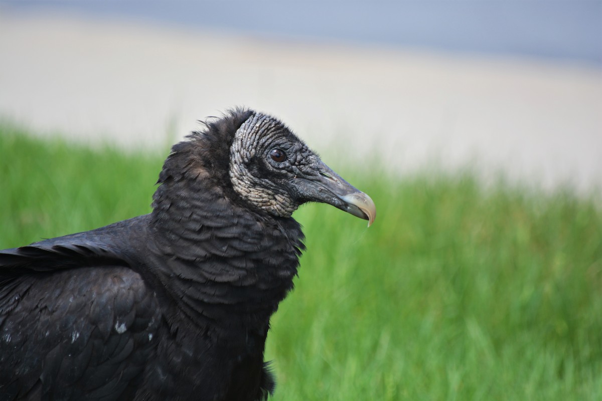 Black Vulture - ML57156841