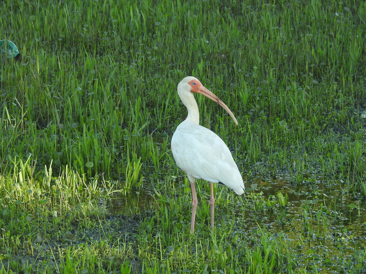 White Ibis - ML571569551
