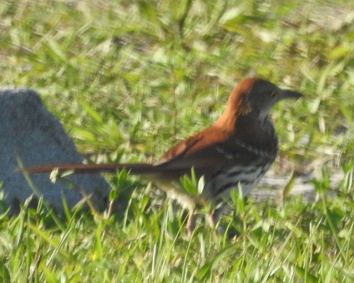 Brown Thrasher - ML571569731