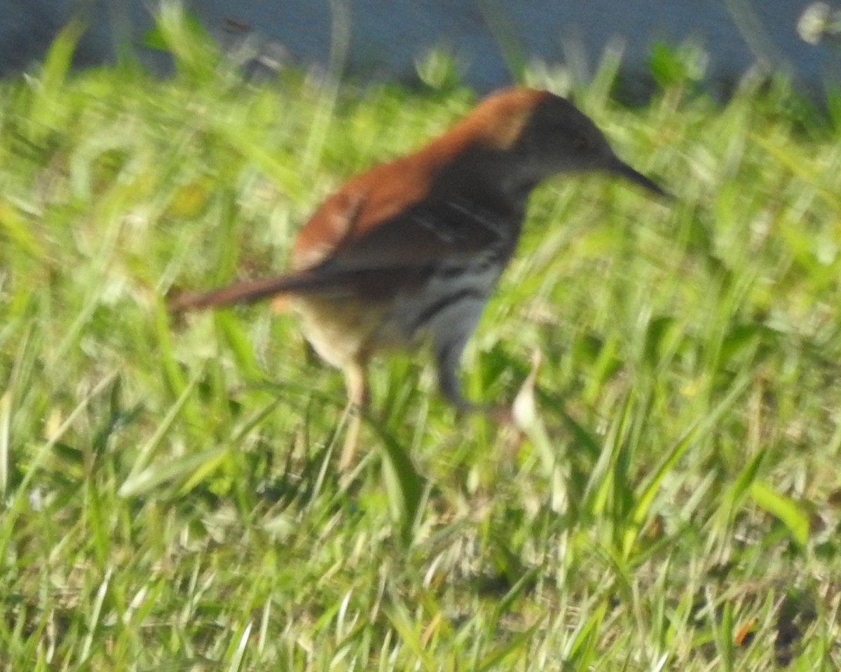 Brown Thrasher - ML571569741