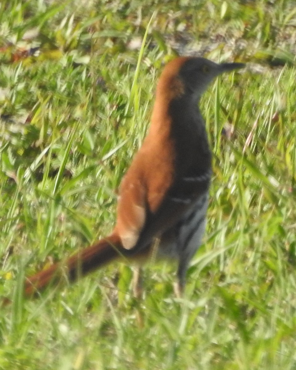 Brown Thrasher - ML571569761
