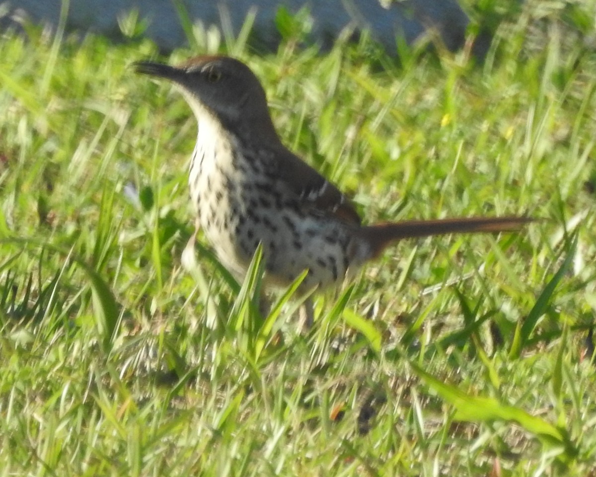 Brown Thrasher - ML571569771