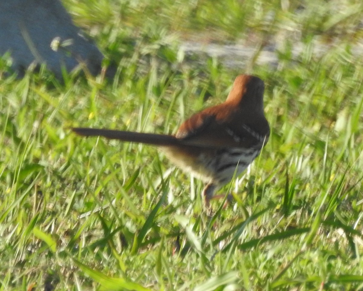Brown Thrasher - ML571569781