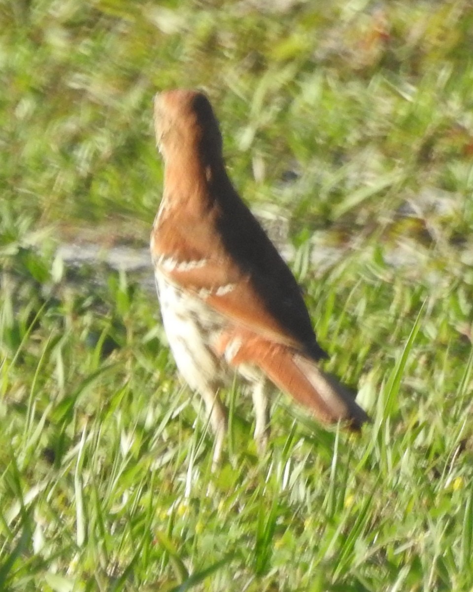 Brown Thrasher - ML571569801