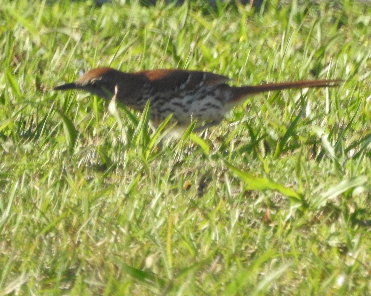 Brown Thrasher - ML571569811