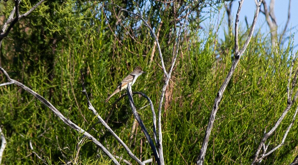 Ash-throated Flycatcher - Timothy Aarons