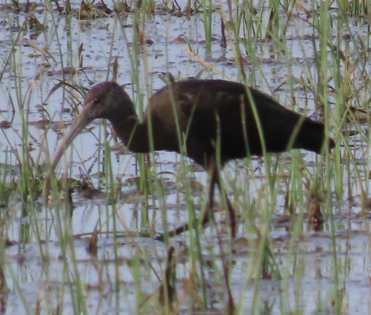 ibis americký - ML571571321