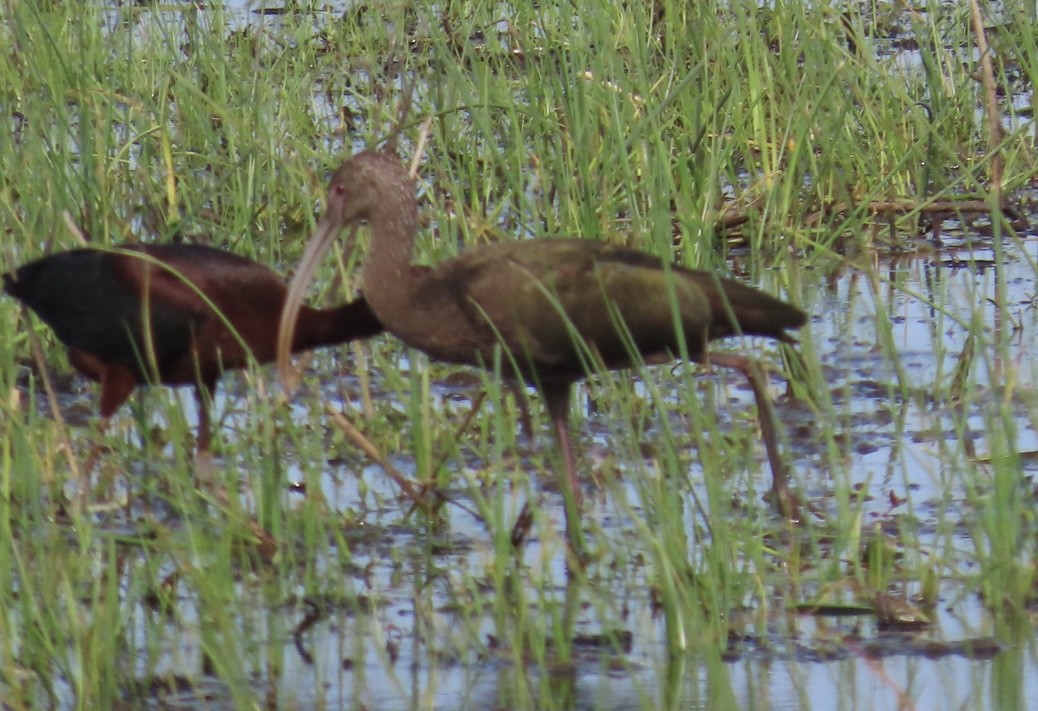 ibis americký - ML571571331