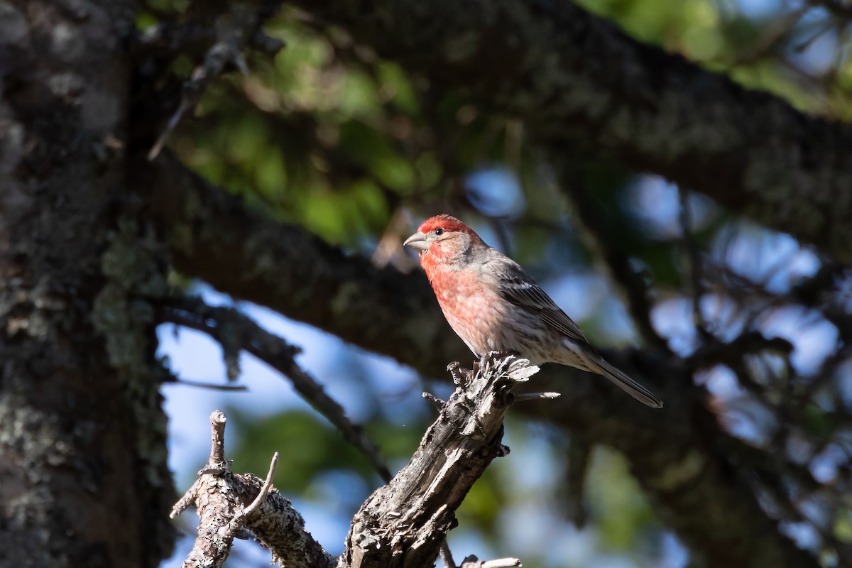 House Finch - ML571572581