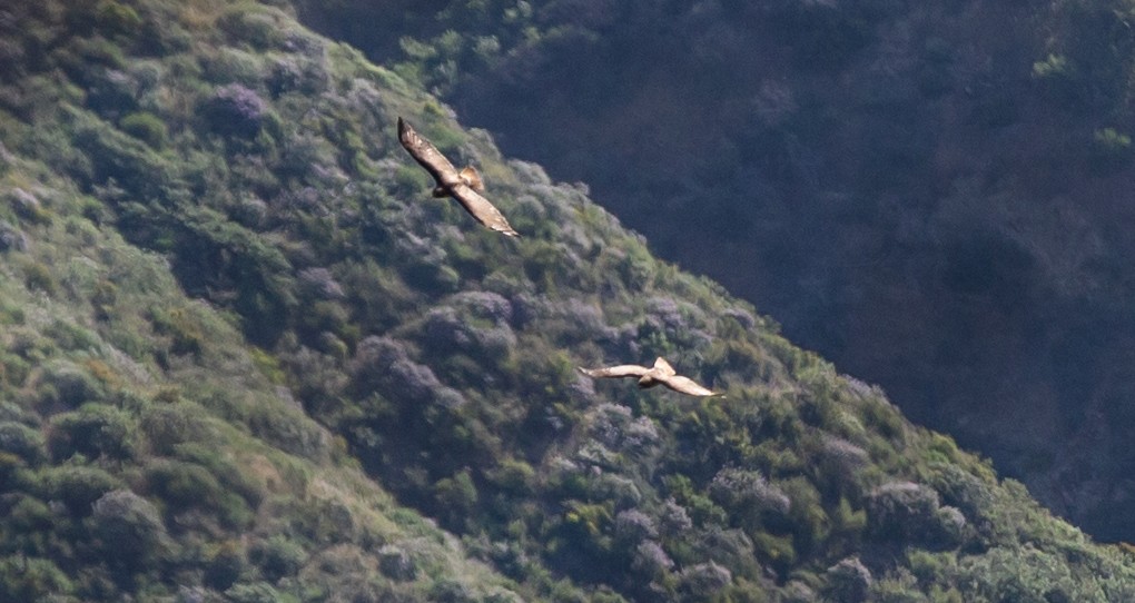 Red-tailed Hawk - ML571573311