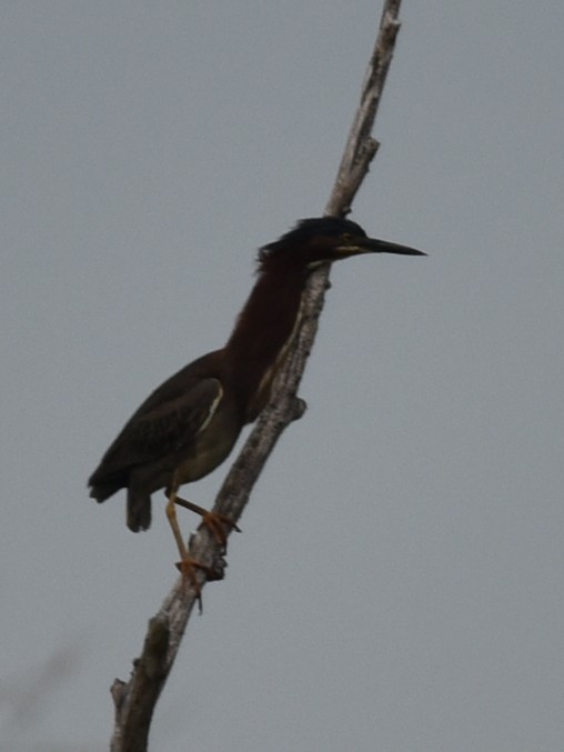 Green Heron - ML571573531