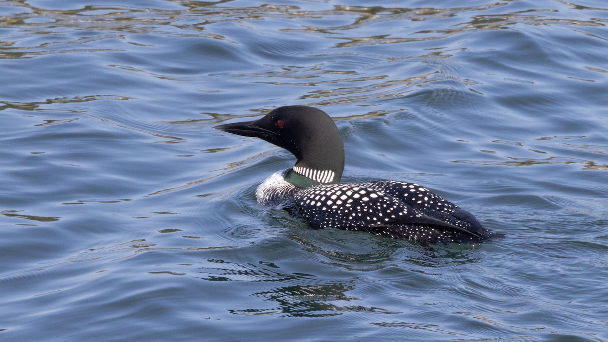 Common Loon - Patrick Robinson