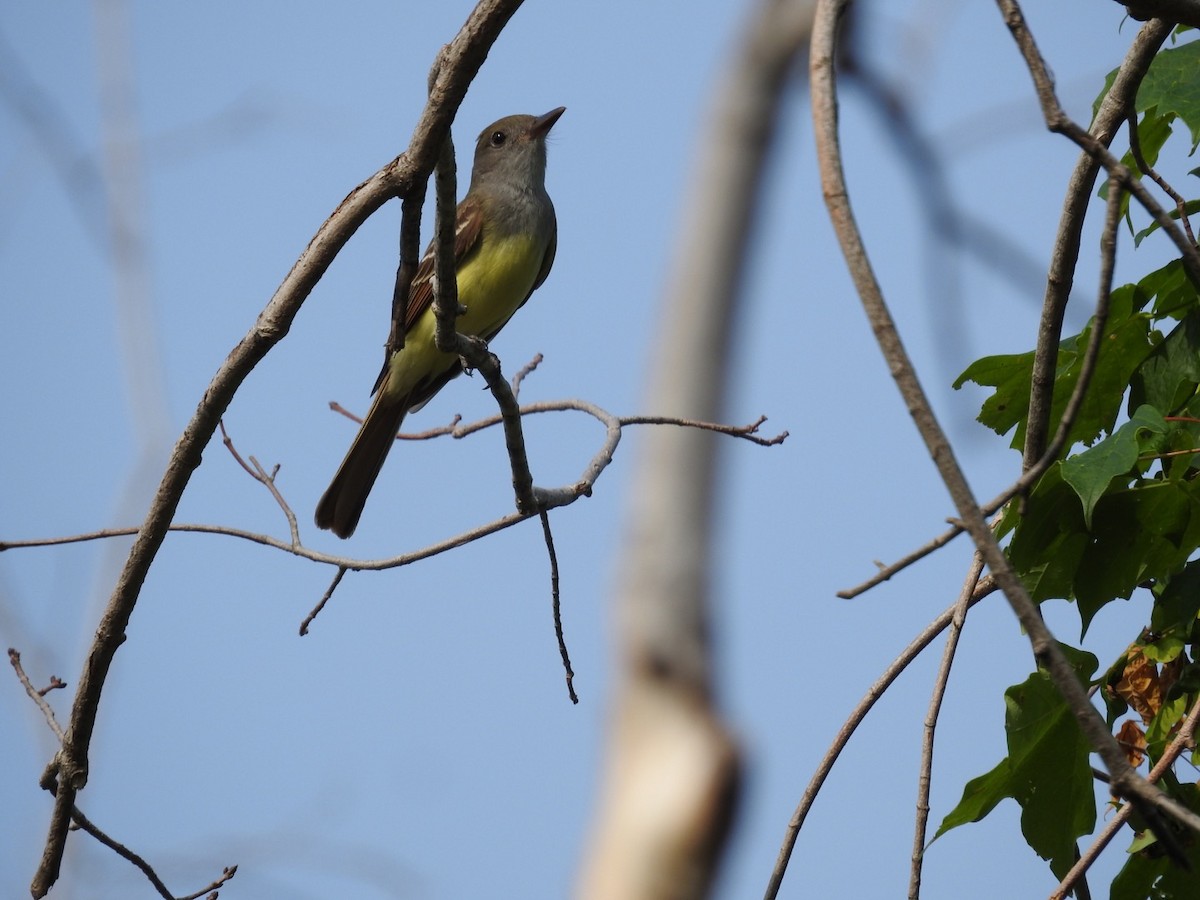 Great Crested Flycatcher - DEBBIE MC