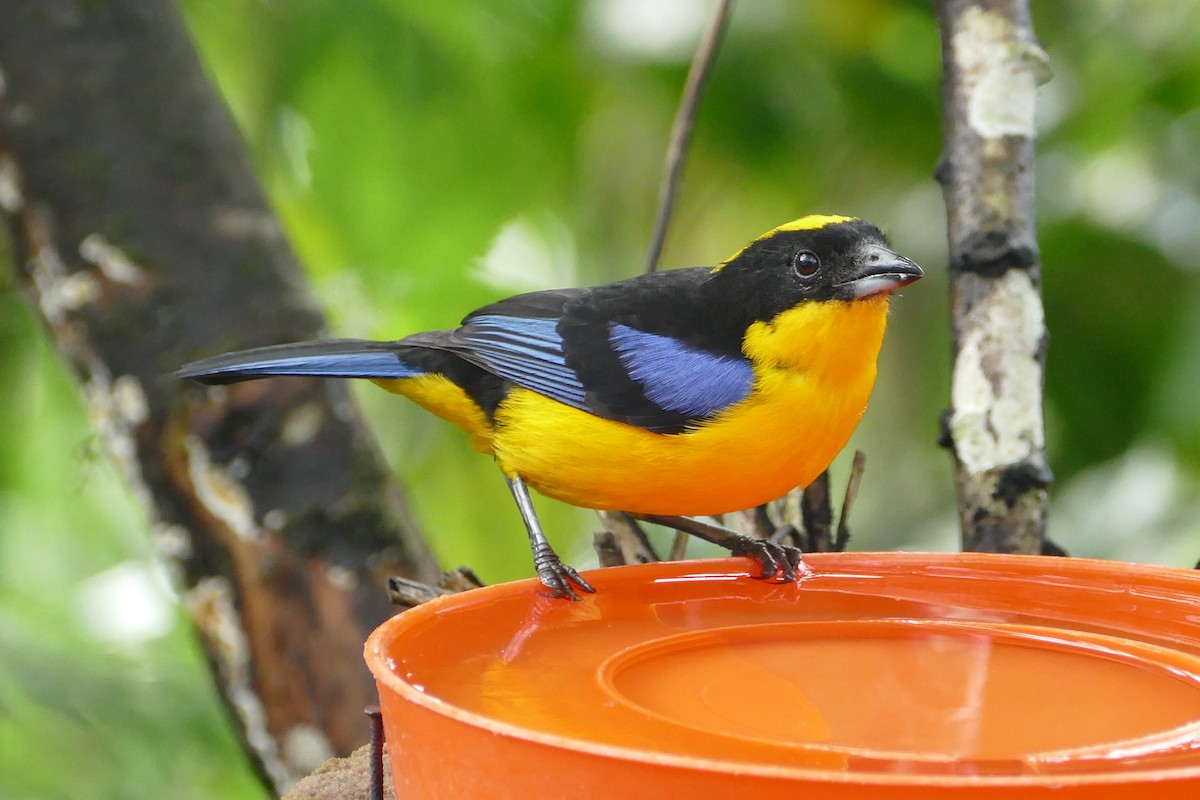 Blue-winged Mountain Tanager - ML57157511