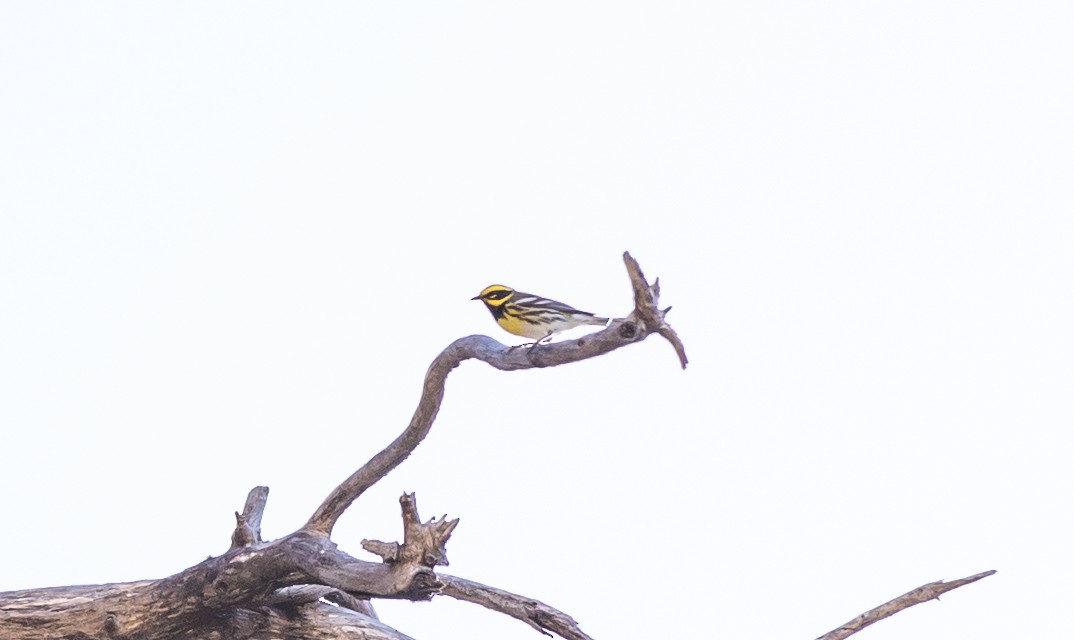 Townsend's Warbler - Timothy Aarons