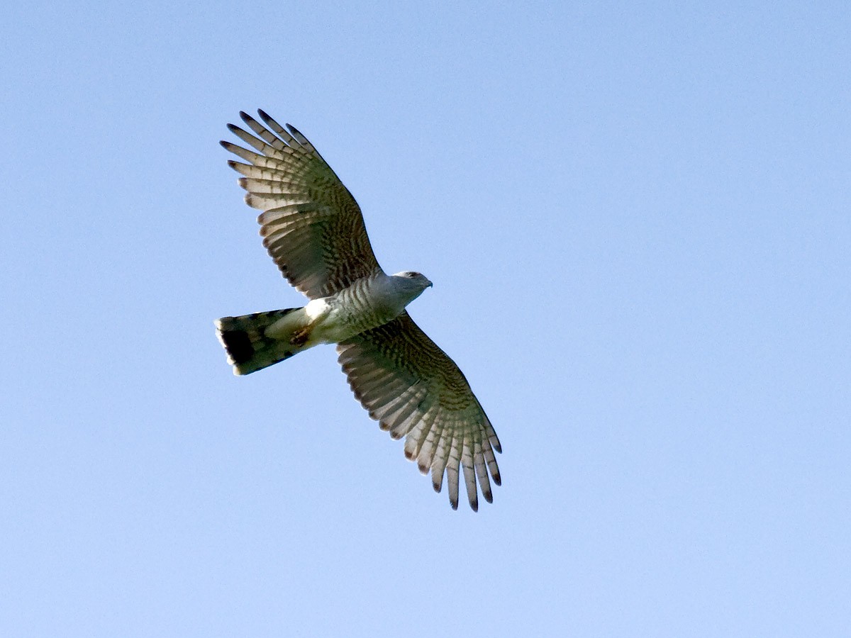 African Cuckoo-Hawk - Bruce Ward-Smith