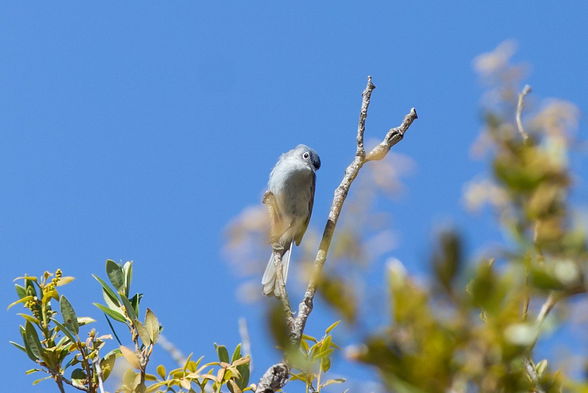 Gobemoucheron gris-bleu - ML571575591