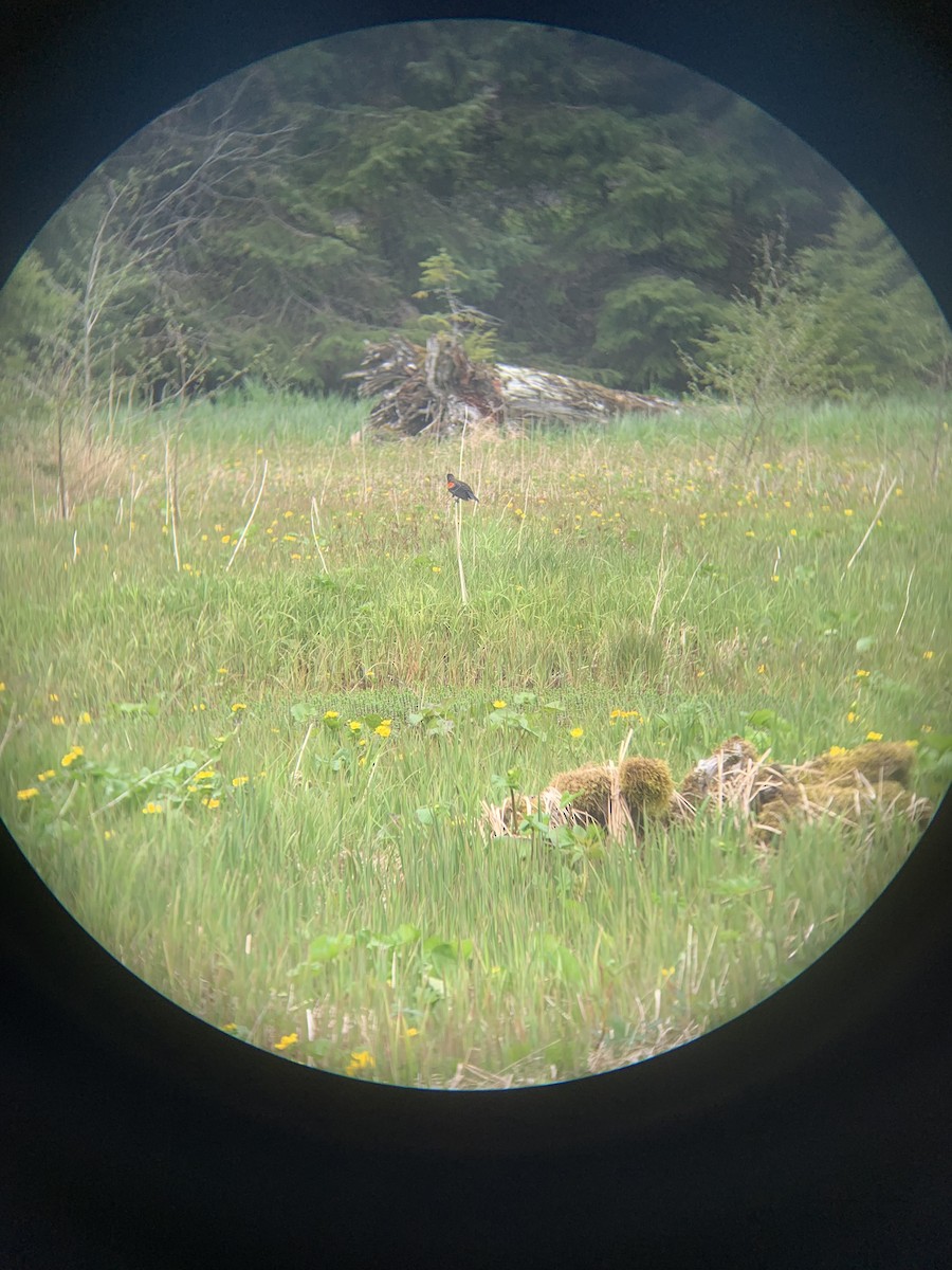 Red-winged Blackbird - ML571575741