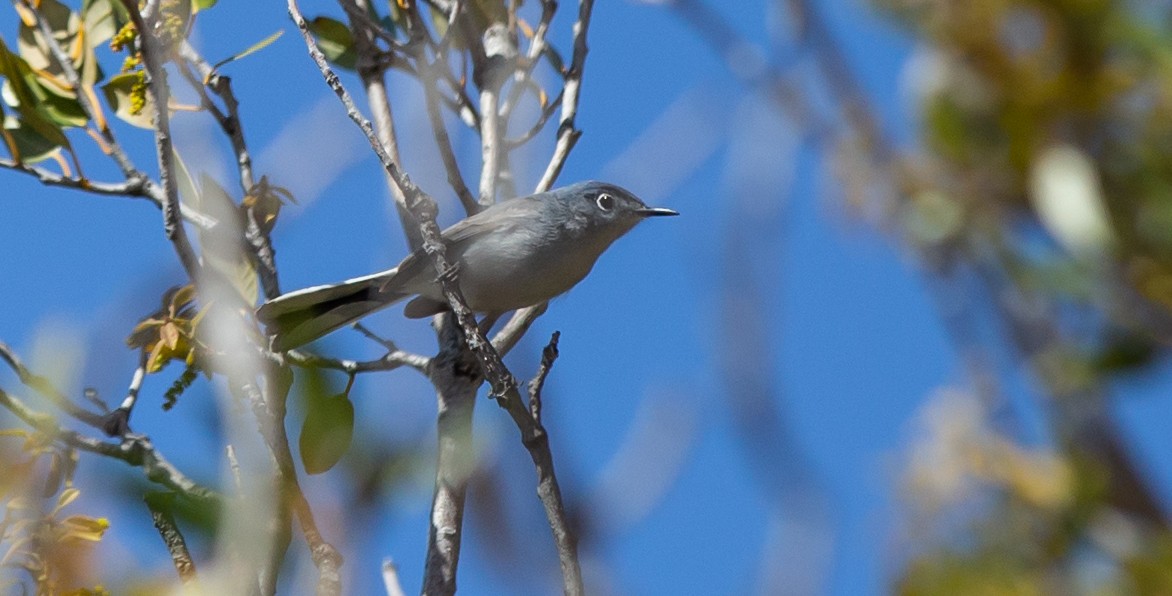 Blue-gray Gnatcatcher - ML571576061