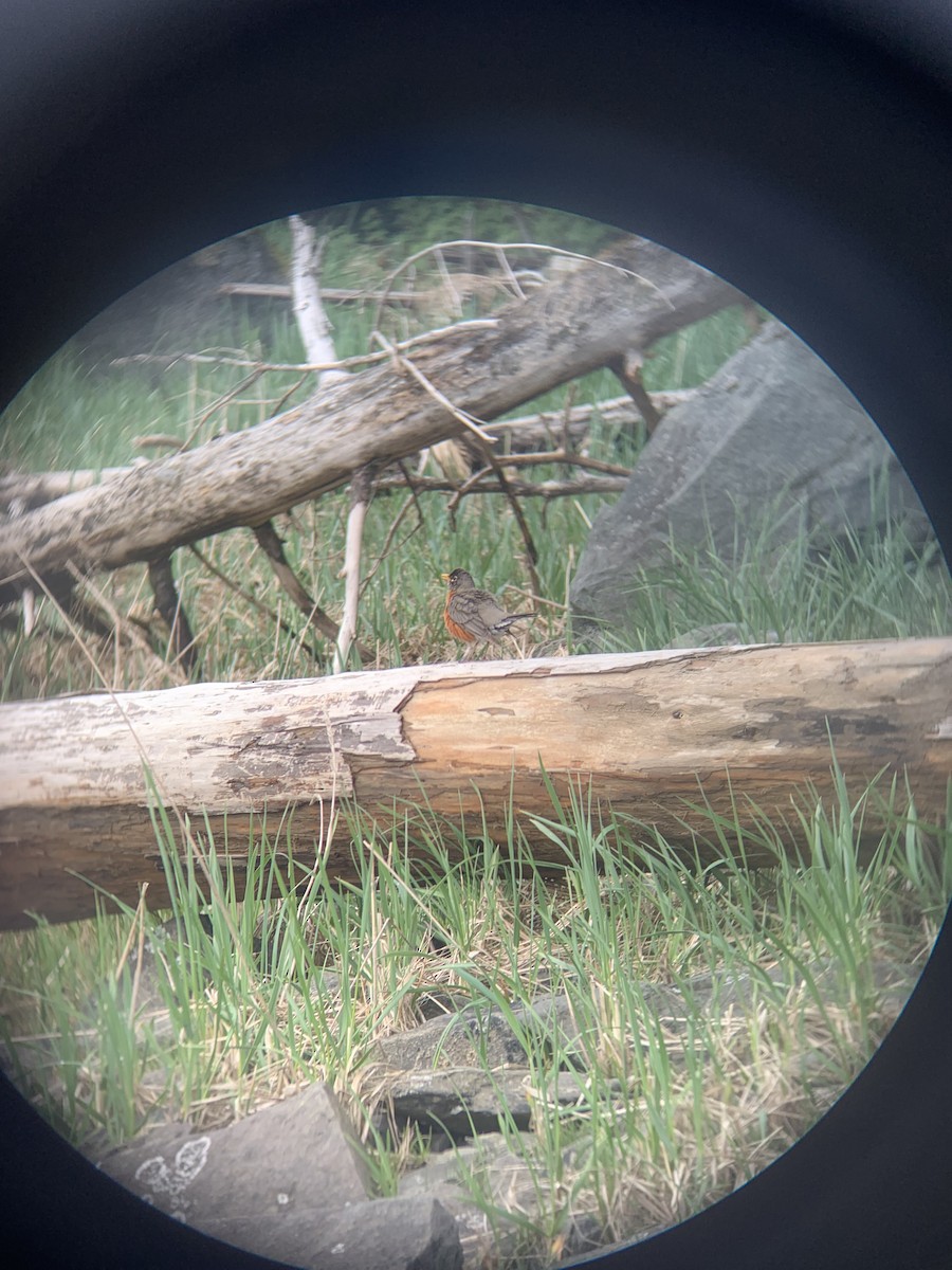 American Robin - ML571576191