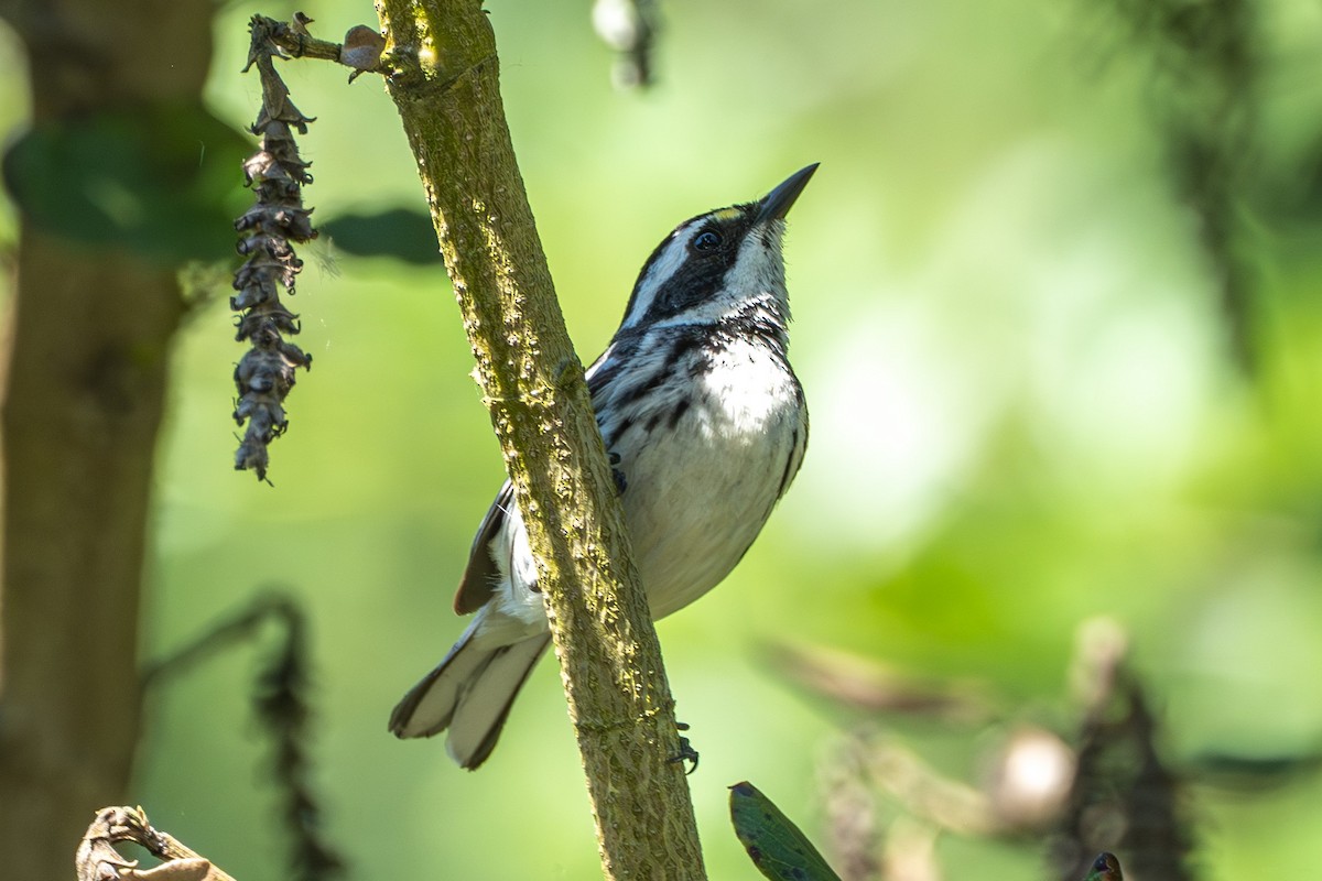Black-throated Gray Warbler - Breck Haining