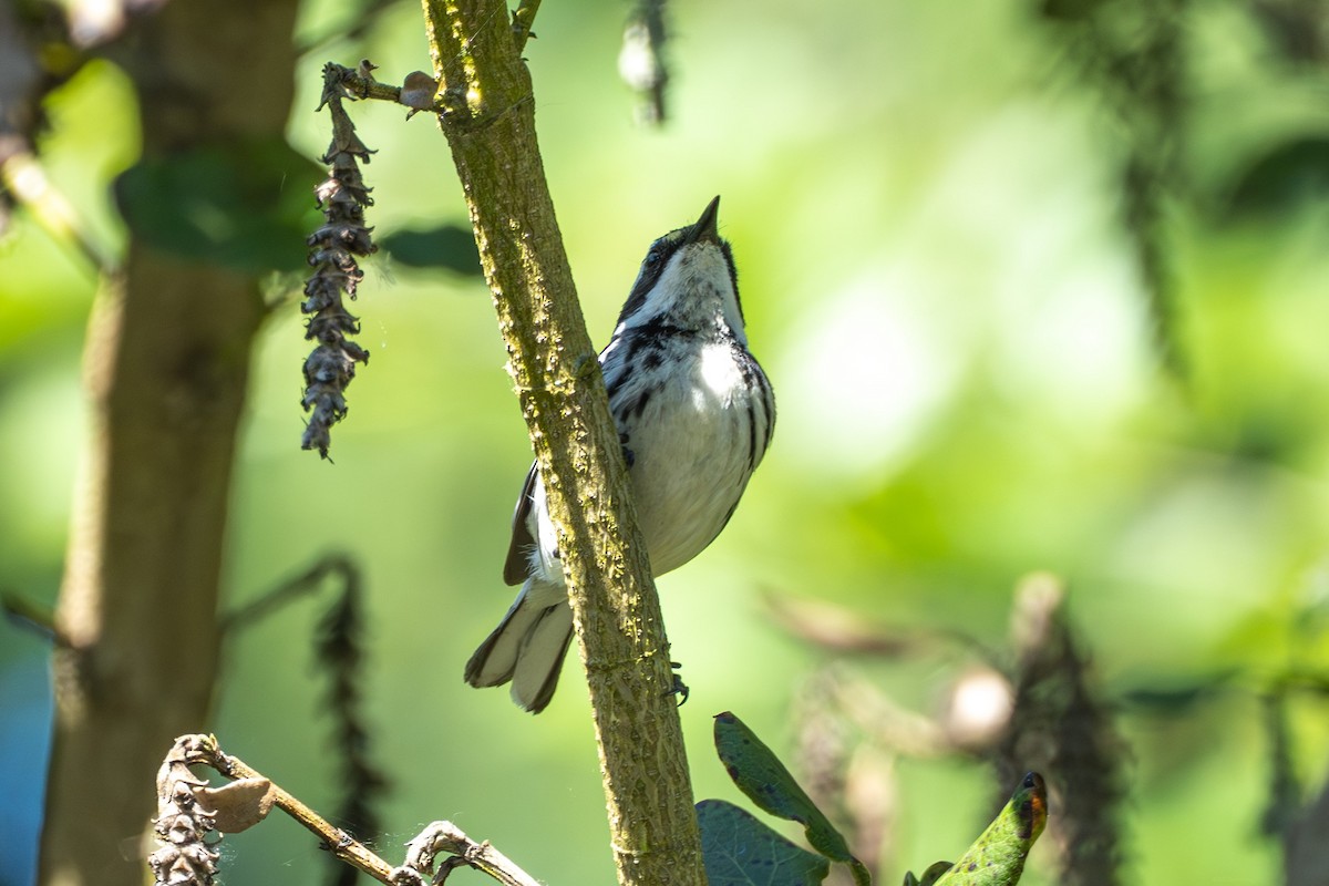 Black-throated Gray Warbler - Breck Haining
