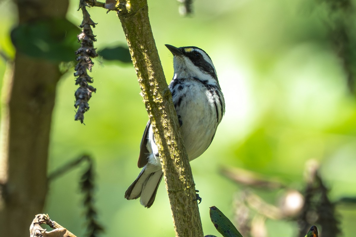 Black-throated Gray Warbler - Breck Haining