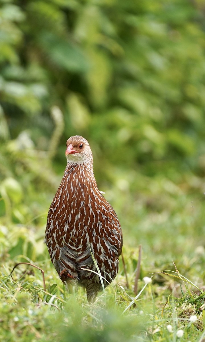 Jackson's Spurfowl - ML571576861