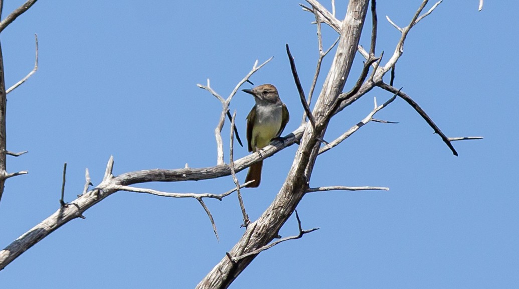 Ash-throated Flycatcher - Timothy Aarons