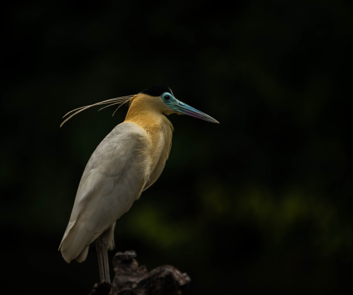 Capped Heron - Fortunato Rayan Perez
