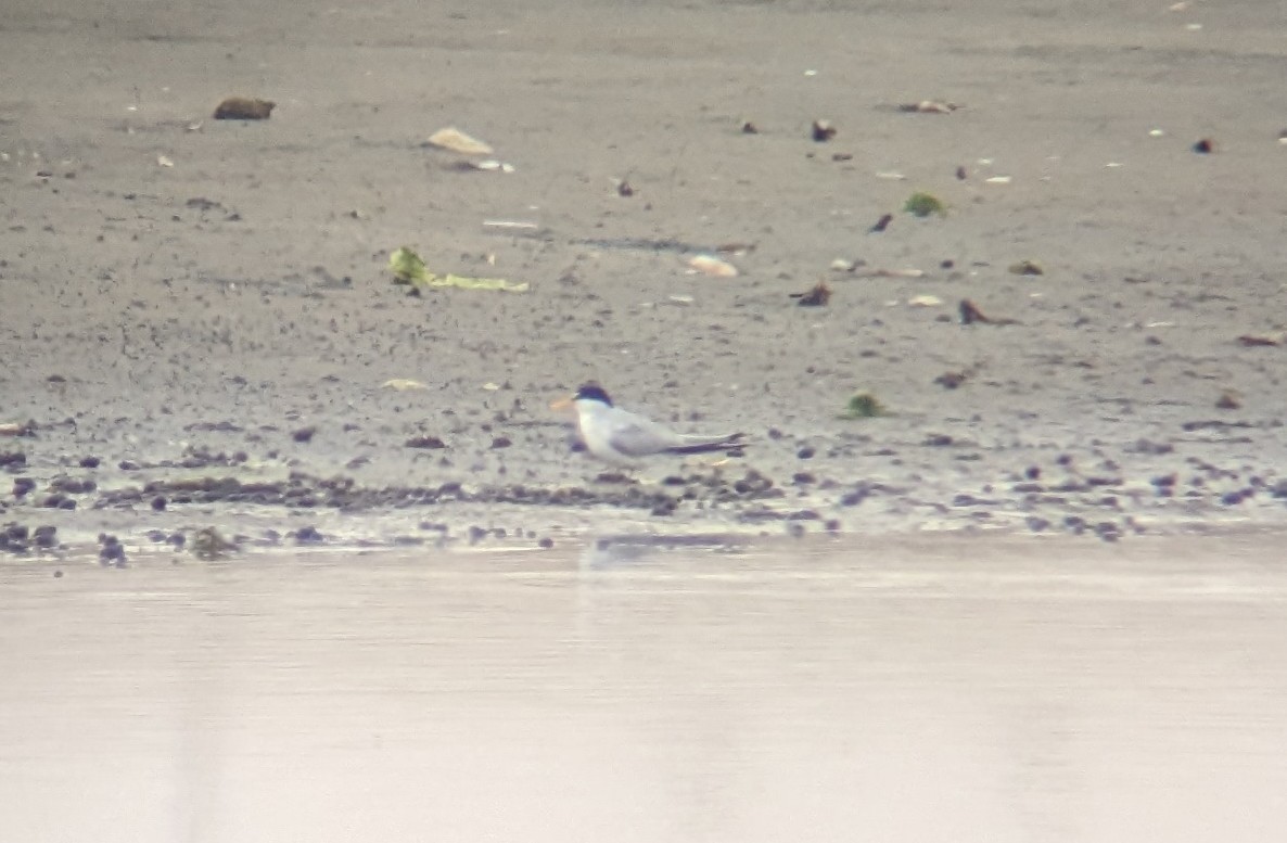 Least Tern - ML571578511