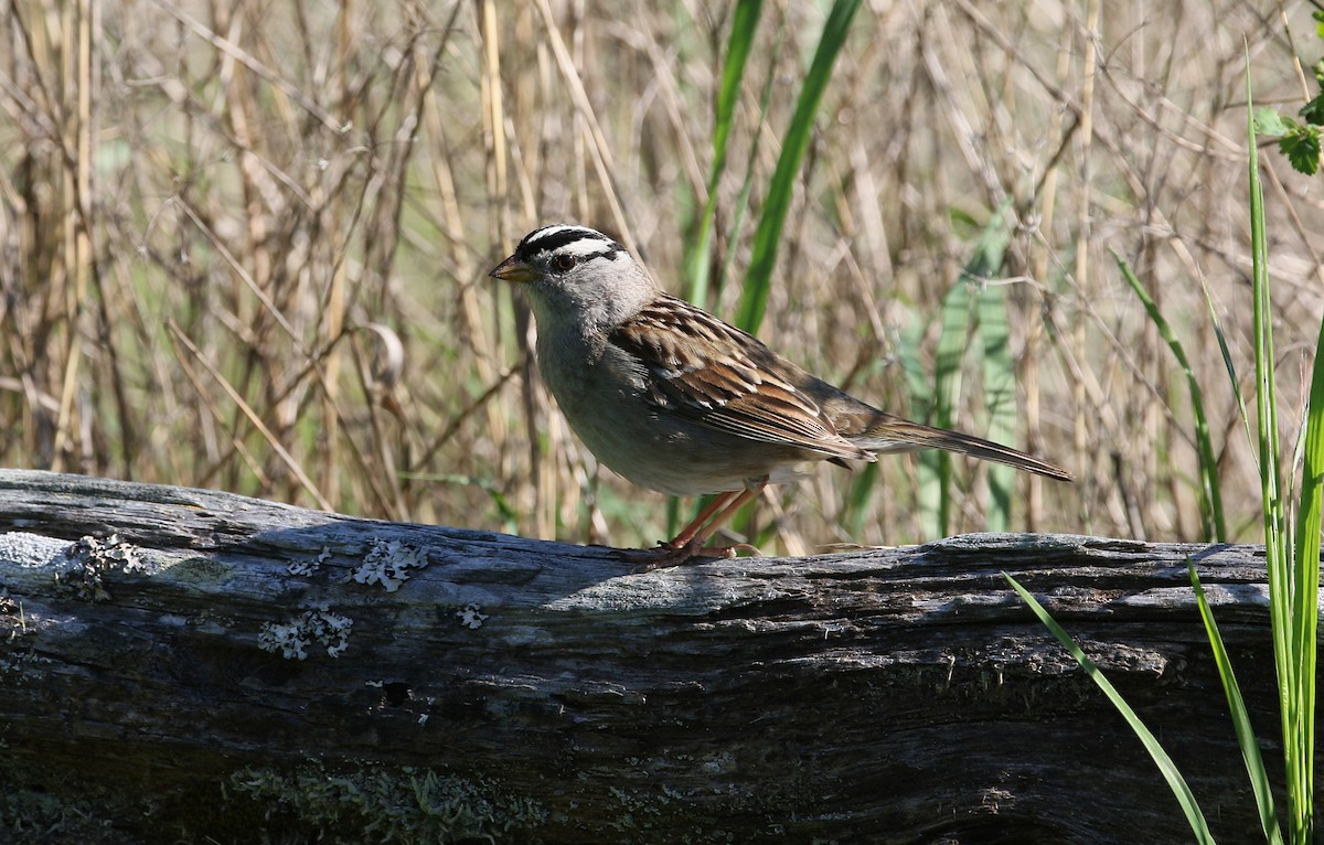 White-crowned Sparrow - ML571579281