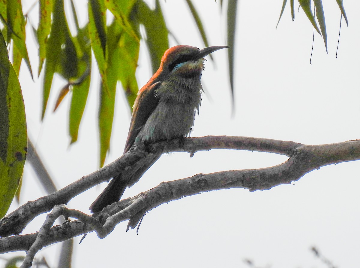 Rainbow Bee-eater - ML571579661