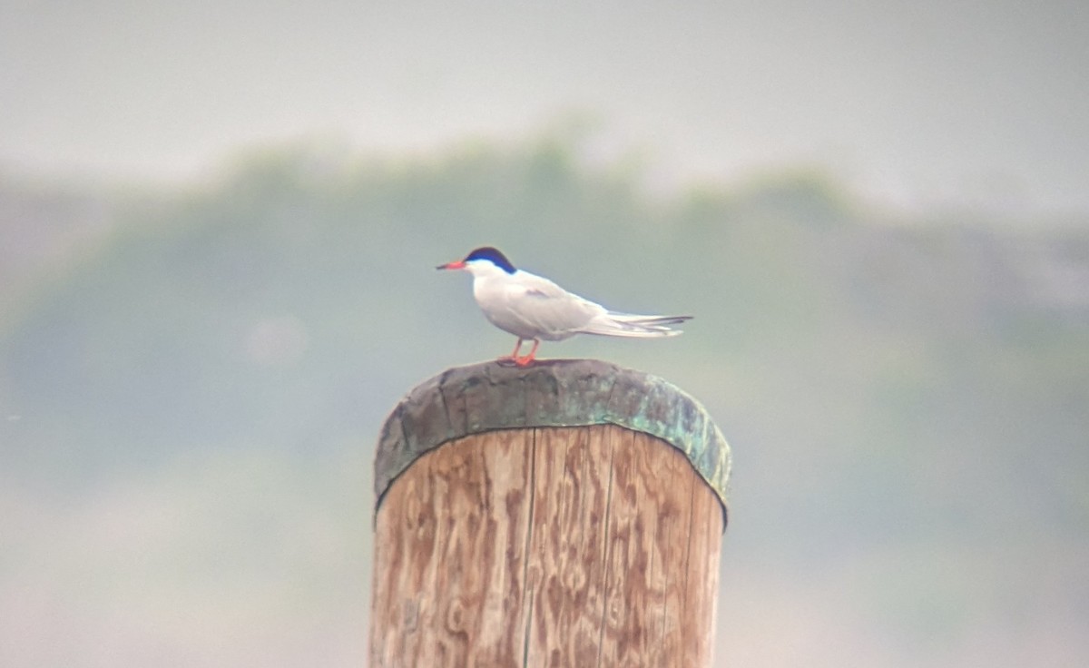 Forster's Tern - d w