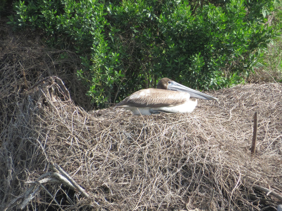 Brown Pelican - ML571582081