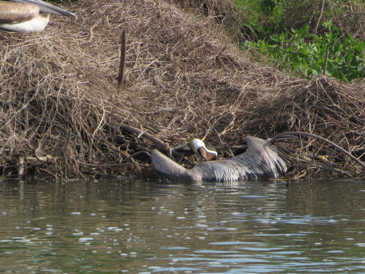 Brown Pelican - ML571582331