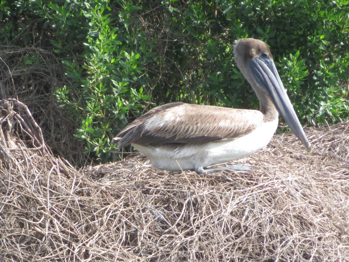 Brown Pelican - ML571582591