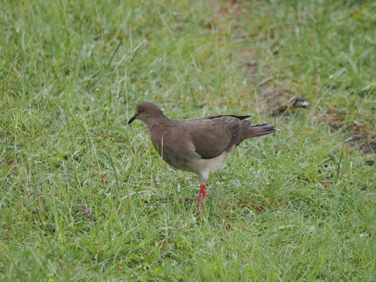 White-tipped Dove - Cin-Ty Lee