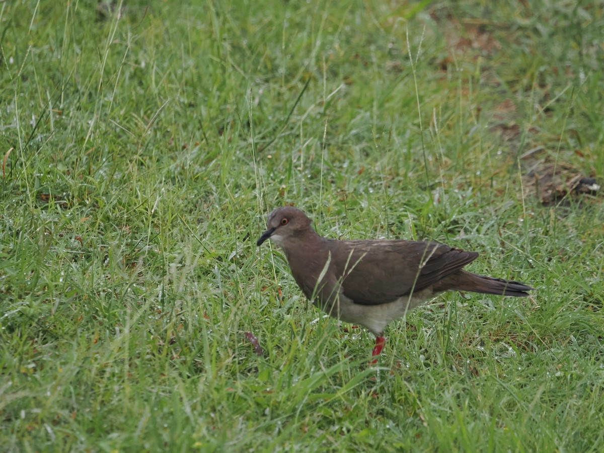 White-tipped Dove - Cin-Ty Lee