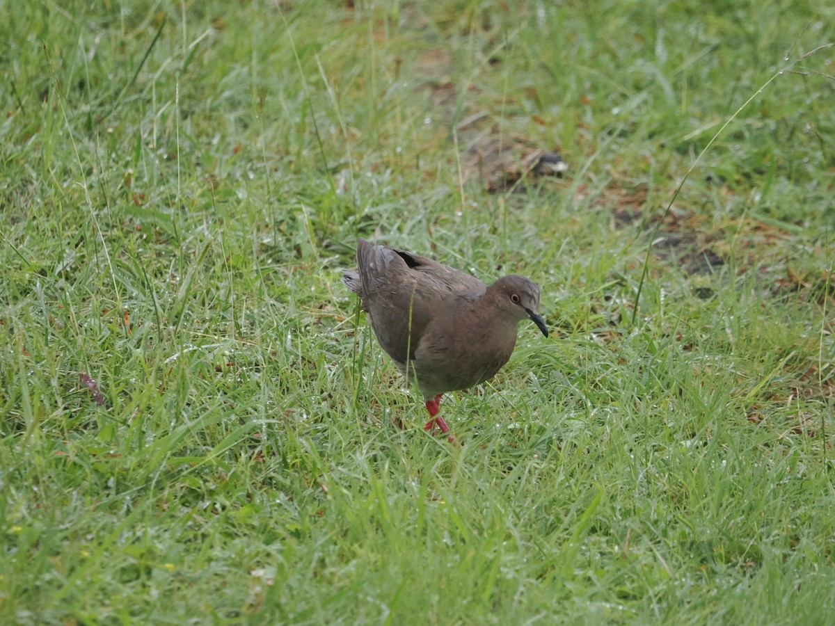 White-tipped Dove - ML571583931