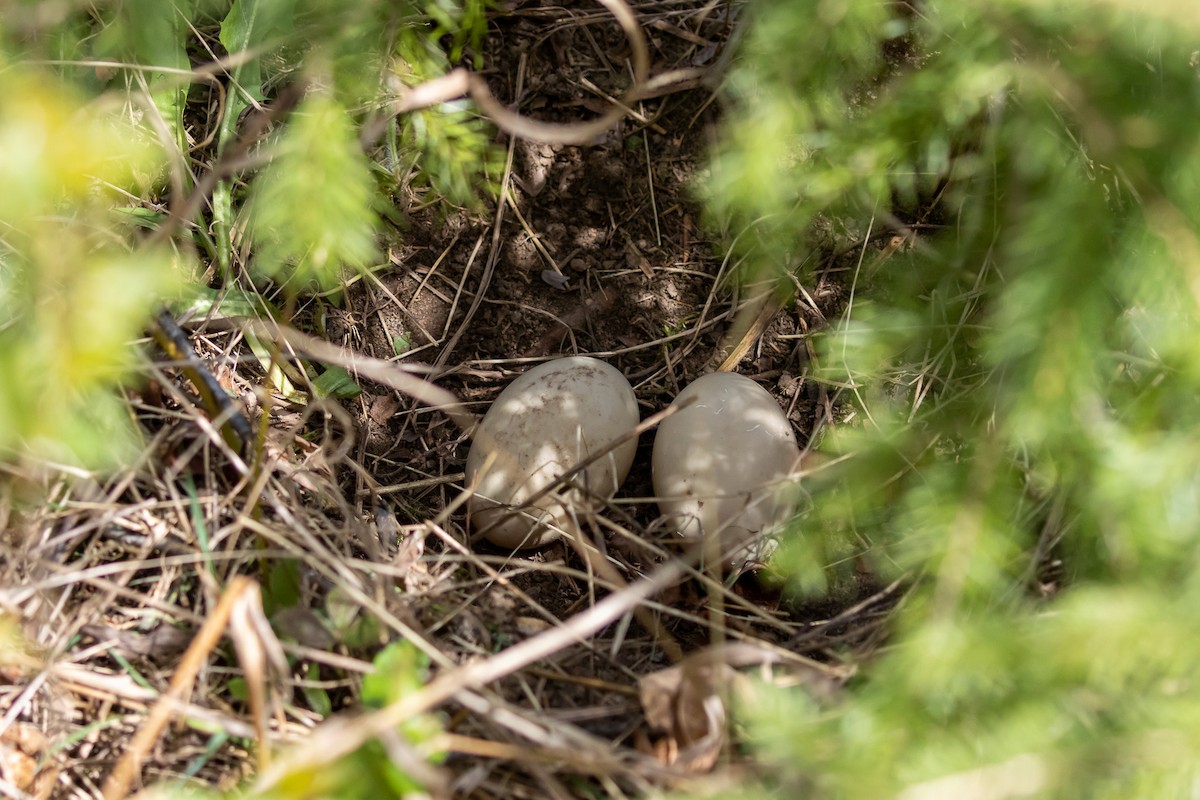 tanımsız ördek (Anatinae sp.) - ML571585391