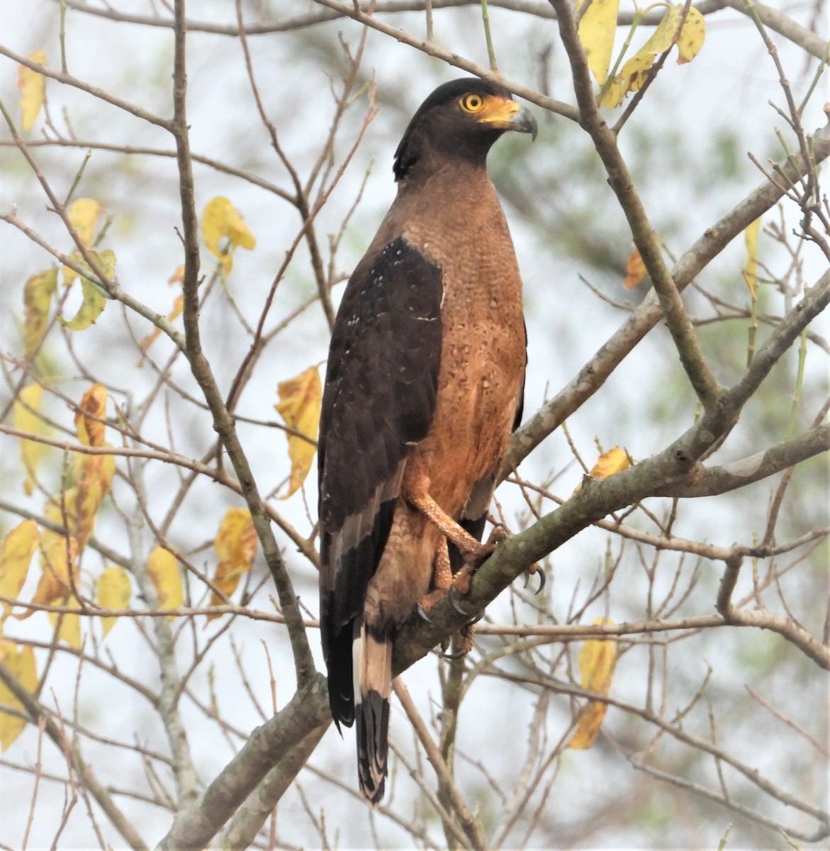 Crested Serpent-Eagle - ML571586141