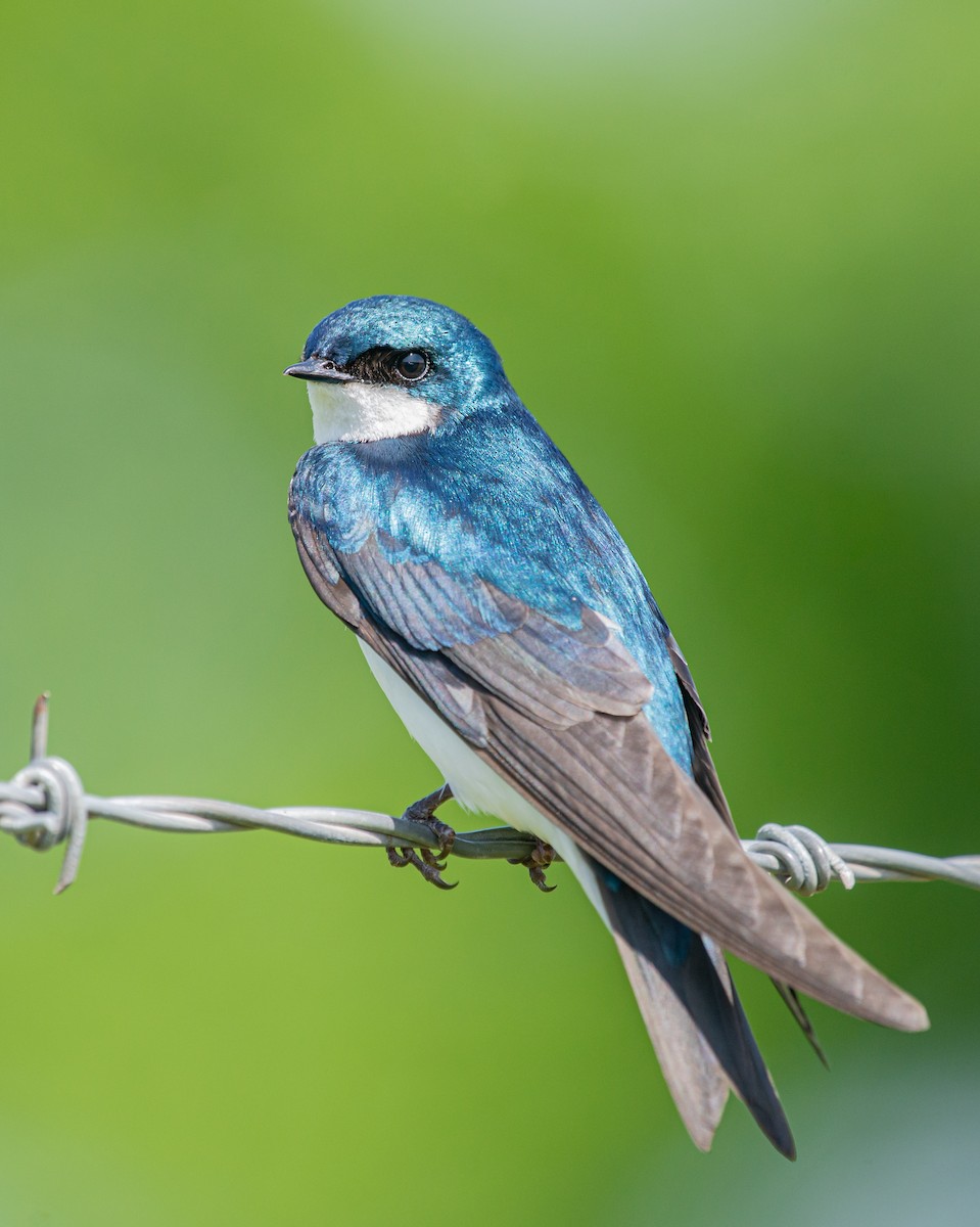 Tree Swallow - ML571586181